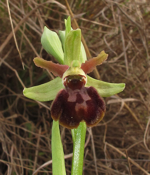 Ophrys sphegodes subsp. sphegodes Miller. 4.jpg