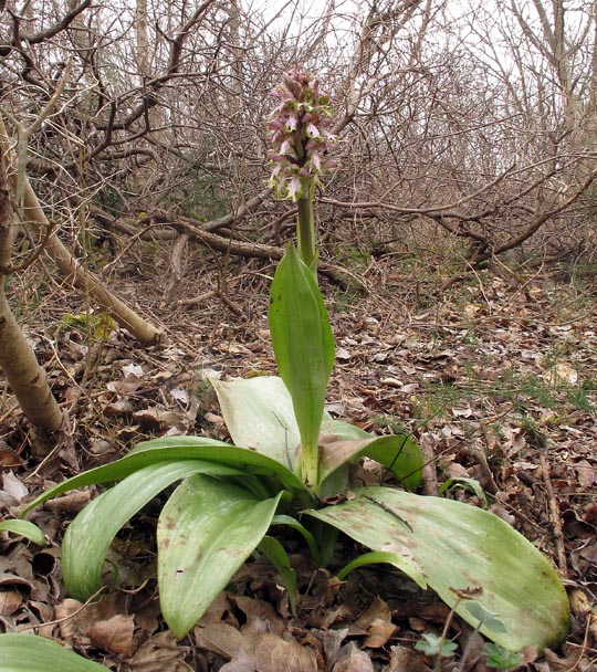 Himantoglossum robertianum (Loisel.) P. Delforge. 1.jpg