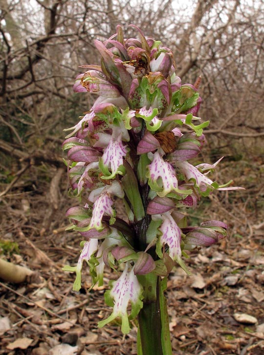 Himantoglossum robertianum (Loisel.) P. Delforge. 2.jpg