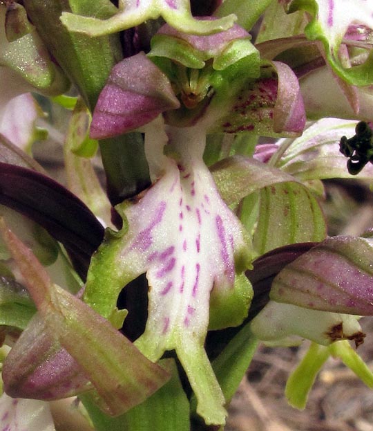 Himantoglossum robertianum (Loisel.) P. Delforge. 3.jpg