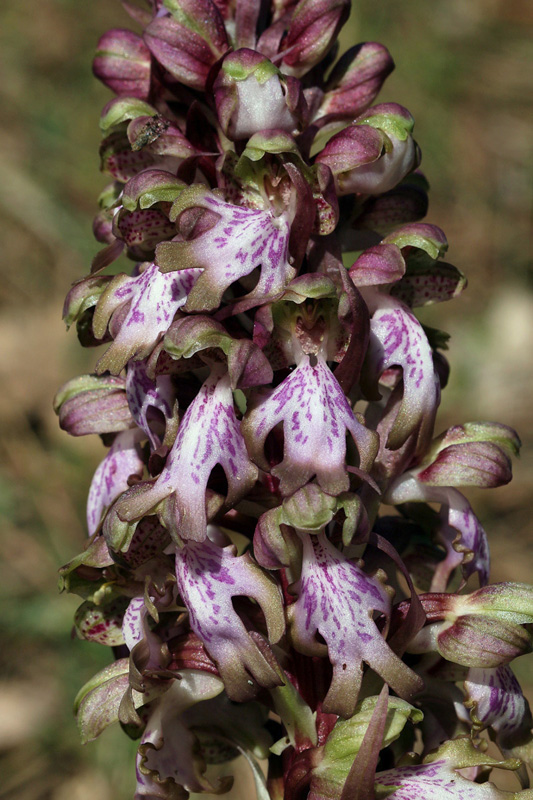 132n-himantoglossum-robertianum-XMG_4293.jpg