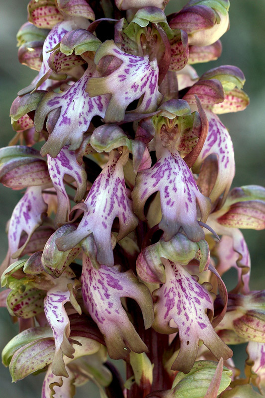 136n-himantoglossum-robertianum-XMG_4299.jpg