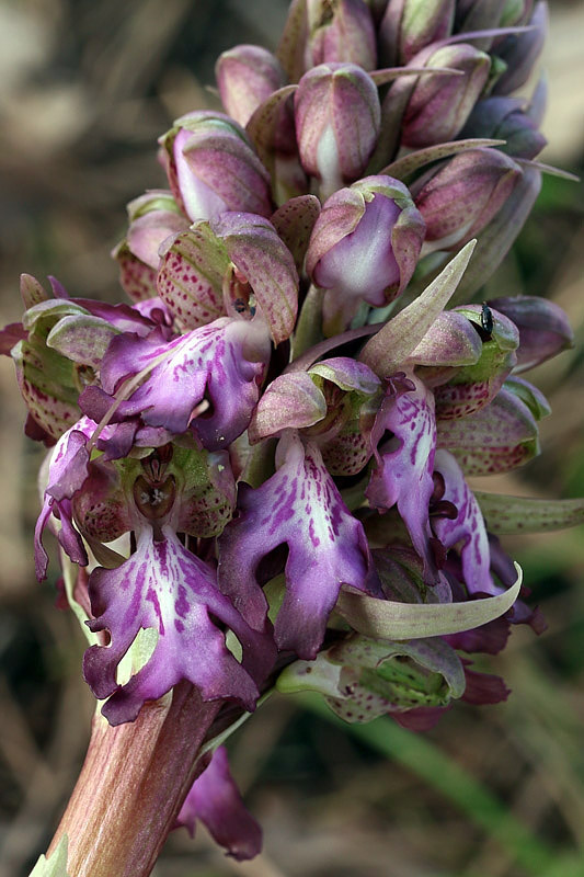1-himantoglossum-robertianum-XMG_5398.jpg