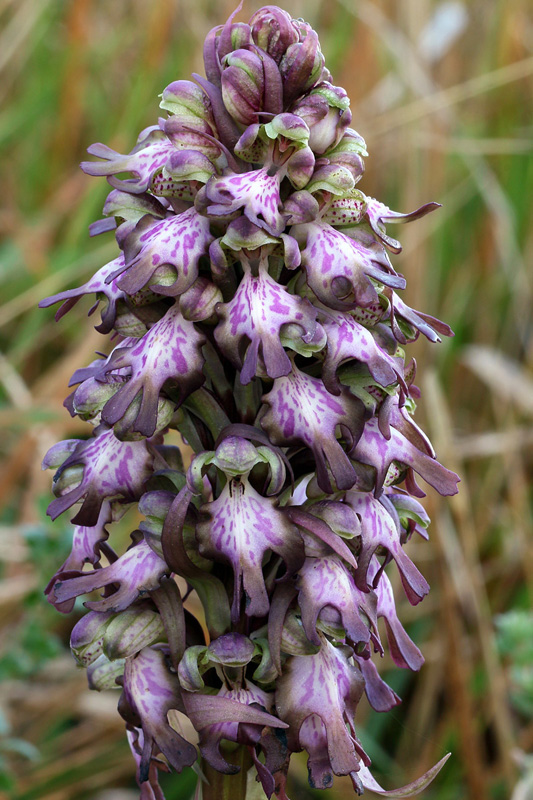 3-himantoglossum-robertianum-XMG_8160.jpg