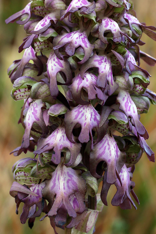 4-himantoglossum-robertianum-XMG_8156.jpg