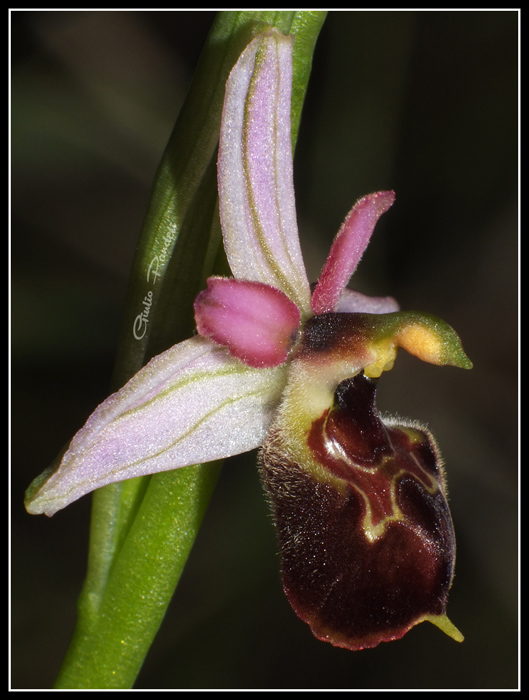 DSCF8850.jpg