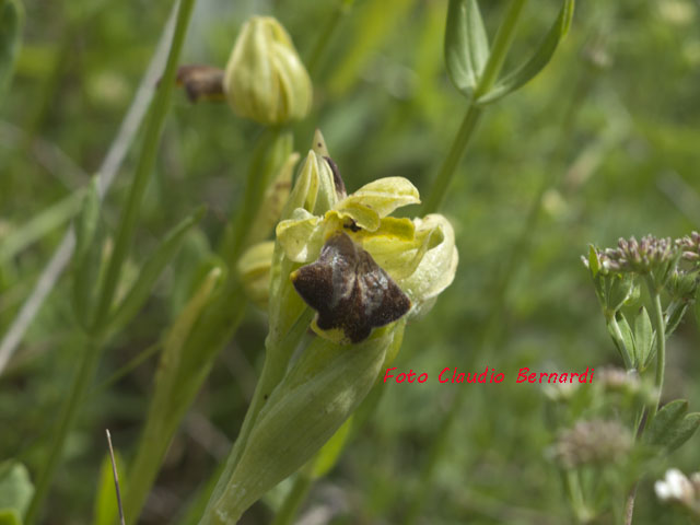 lusus naturae di fusca var.jpg