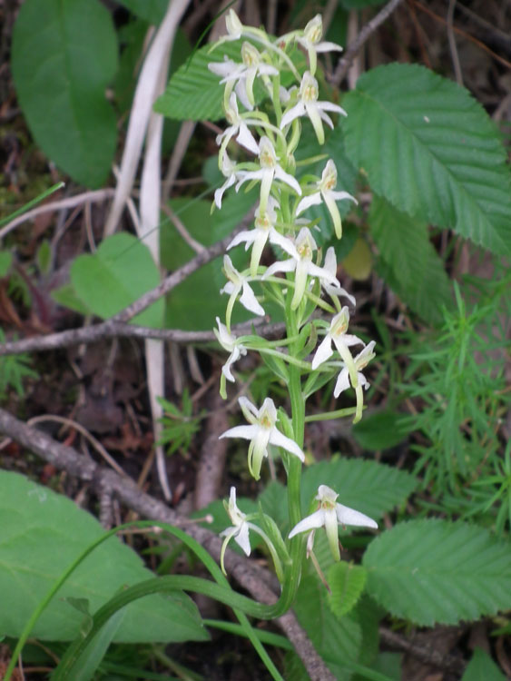 Platanthera-bifolia.jpg