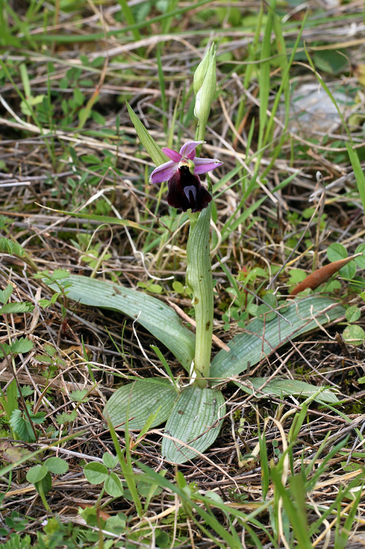 2n-ophrys-ferrum-equinum f. labiosa-XMG_7801.jpg
