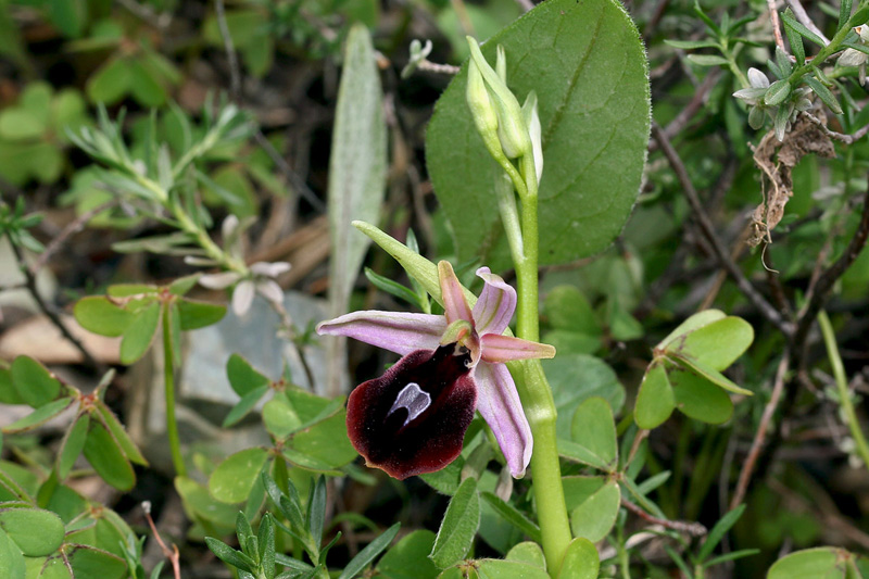 8n-ophrys ferrum-equinum-XMG_6963.jpg