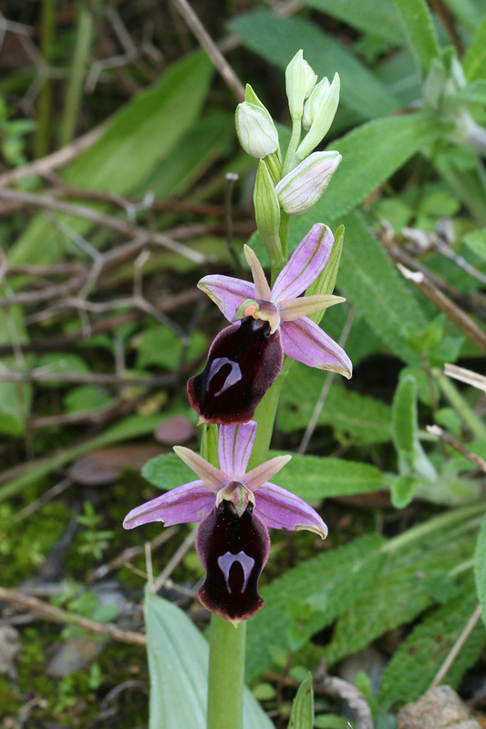 14n-ophrys ferrum-equinum-XMG_7961.jpg