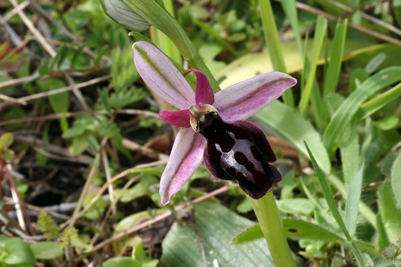 17n-ophrys-ferrum-equinum f. parnassica-XMG_7088.jpg
