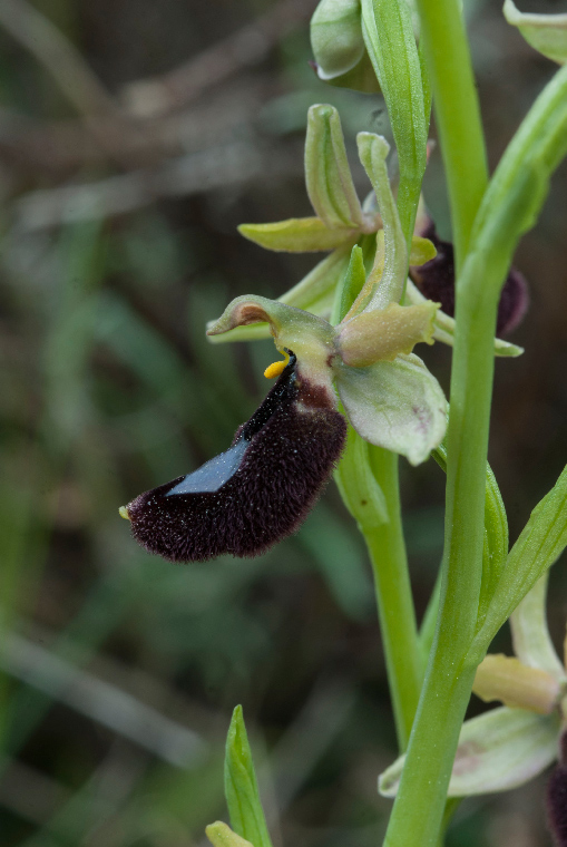 Op--Bertoloniformis-D-6657.jpg