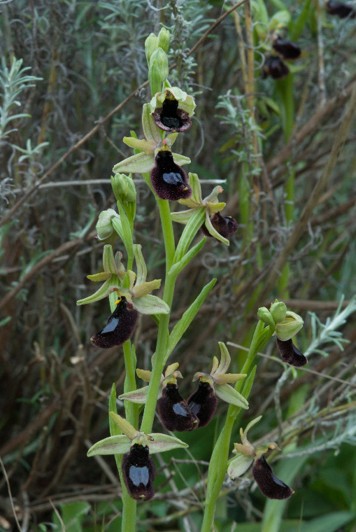 Op--Bertoloniformis-B---.jpg