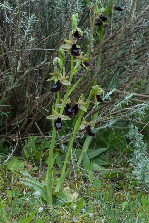 Op--Bertoloniformis-A-6673.jpg