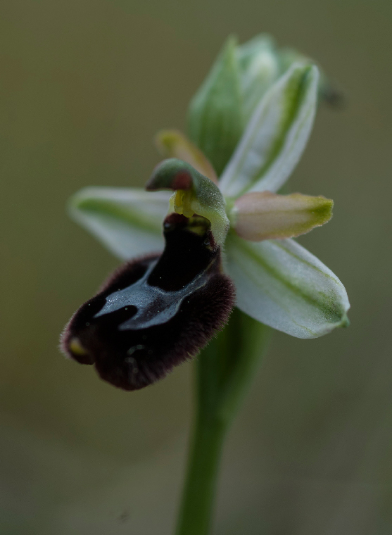 Pianta-1C-6710.jpg