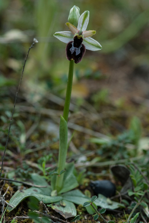 Pianta-1A-6683.jpg