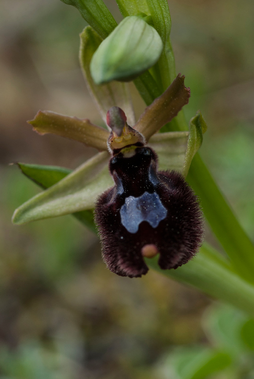 Pianta-2-c-6370.jpg