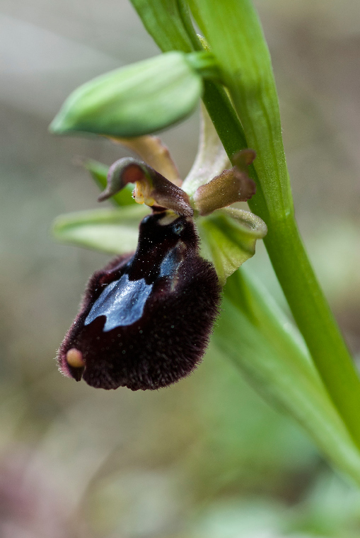 Pianta-2-b-6392.jpg