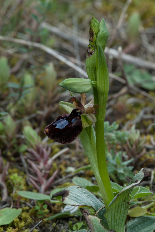 Pianta-2-A-6401.jpg