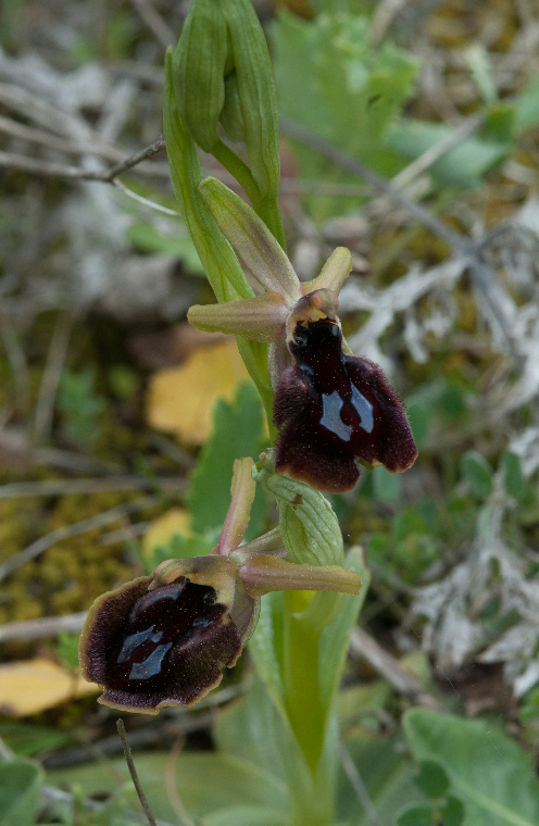 Pianta-4.jpg