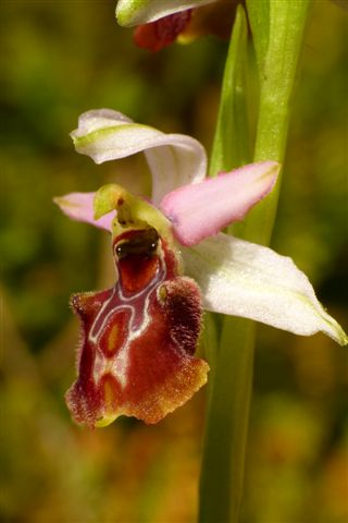 Opjh. m.-leon. Massa .JPG