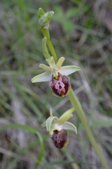 ophrys 9.jpg