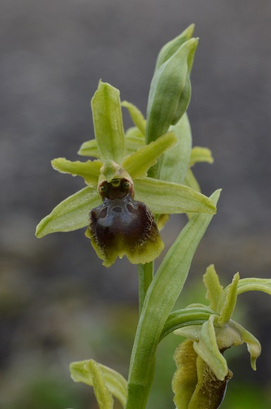 ophrys 8.jpg