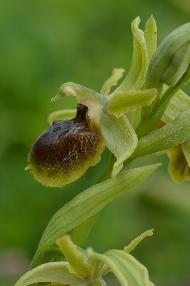 ophrys 8.1.jpg
