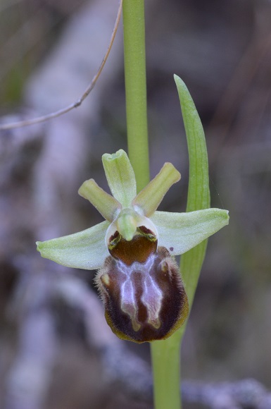 ophrys 4.jpg