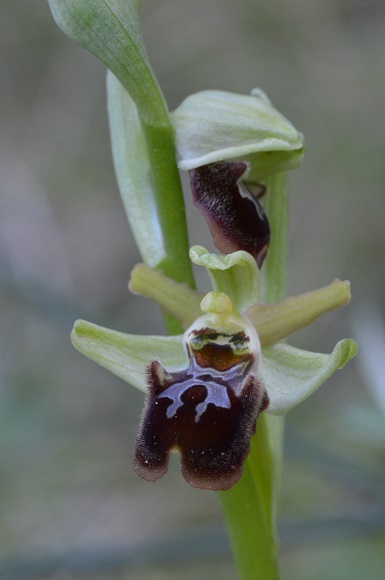ophrys 2.1.jpg