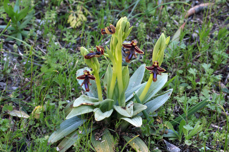 1g-ophrys-regis-ferdinandii-XMG_7569.jpg