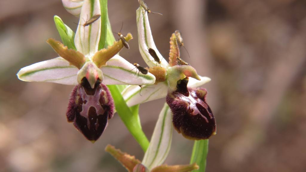 ophrys exaltata subsp. exaltata (1).jpg
