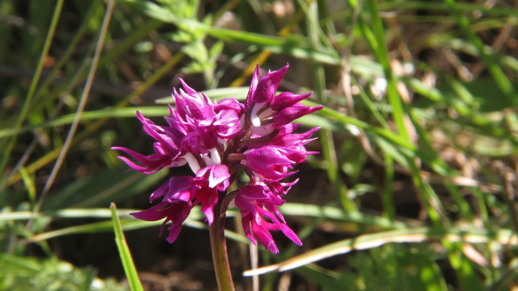 Orchis italica ipercromata (1).jpg