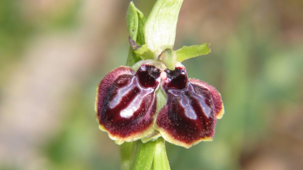 Ophrys passionis subsp. passionis due labelli (1).jpg