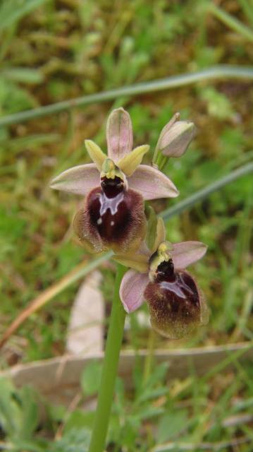 Ophrys passionis x tenthredinifera (1).jpg