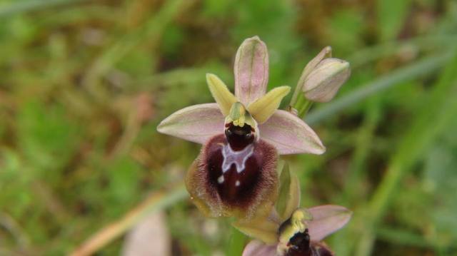 Ophrys passionis x tenthredinifera.jpg