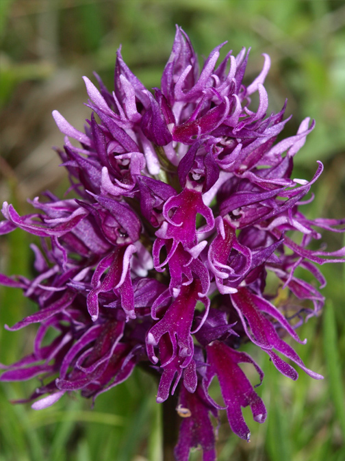 Orchis-italica-ipercromia.jpg