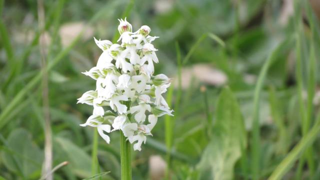 Neotinea lactea apocromata.jpg