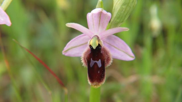 Ophrys lunulata (1).jpg