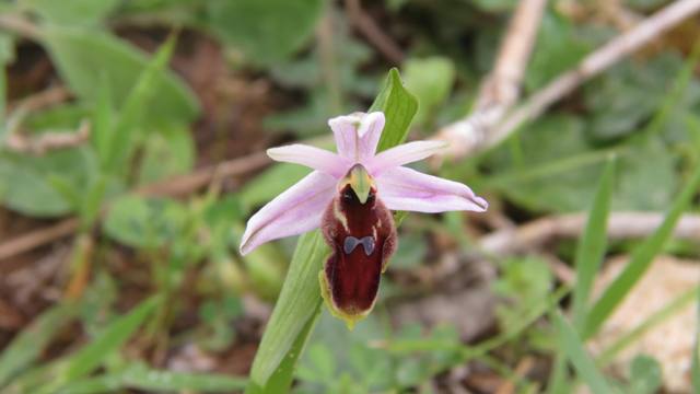Ophrys lunulata.jpg