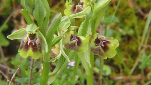Ophrys oxyrrhynchos subsp.biancae.jpg