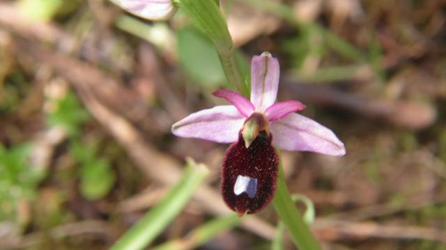 Ophrys bertoloni subsp. explanata.jpg