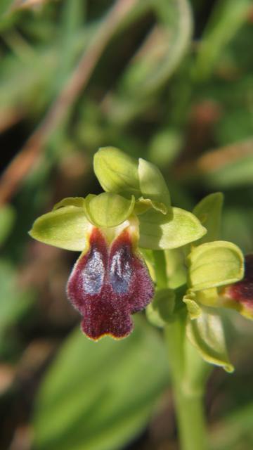 Ophrys fusca subsp.obaesa 1.jpg
