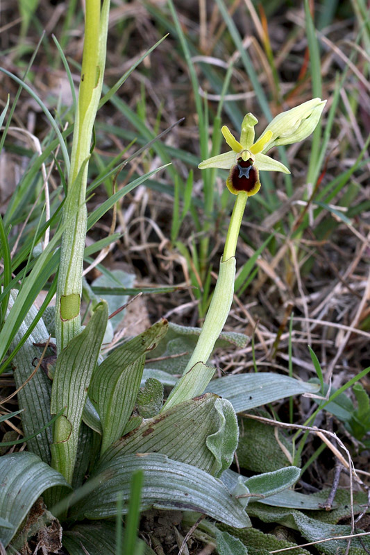 1n-ophrys-araneola subsp. araneola-XMG_9090.jpg