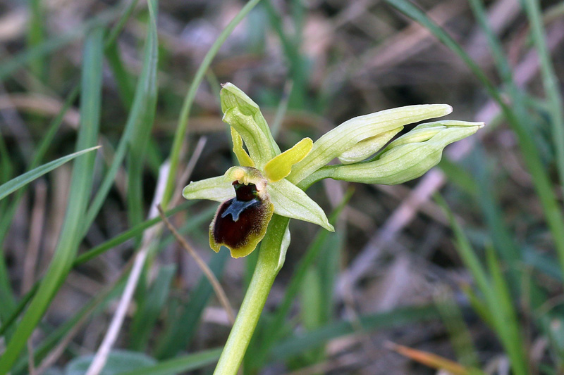 2n-ophrys-araneola subsp. araneola-XMG_9047.jpg