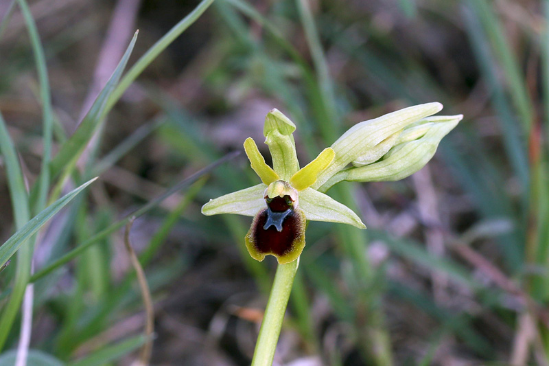 3n-ophrys-araneola subsp. araneola-XMG_9037.jpg