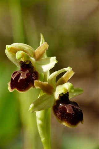 Op. minip. Fiesole .JPG