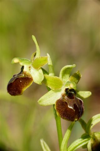 Oph. minip. Fiesole .JPG