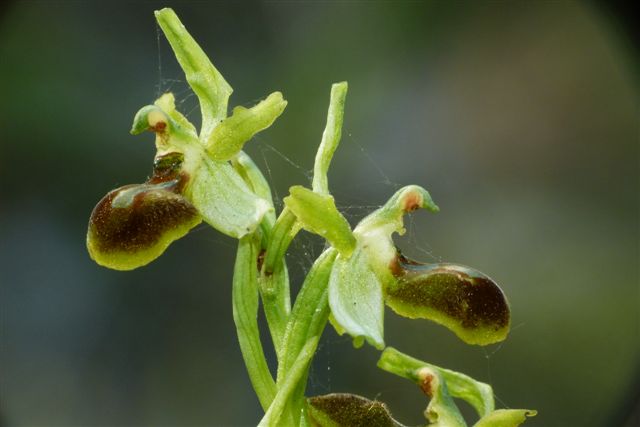 OPh. minip. Fiesole .JPG